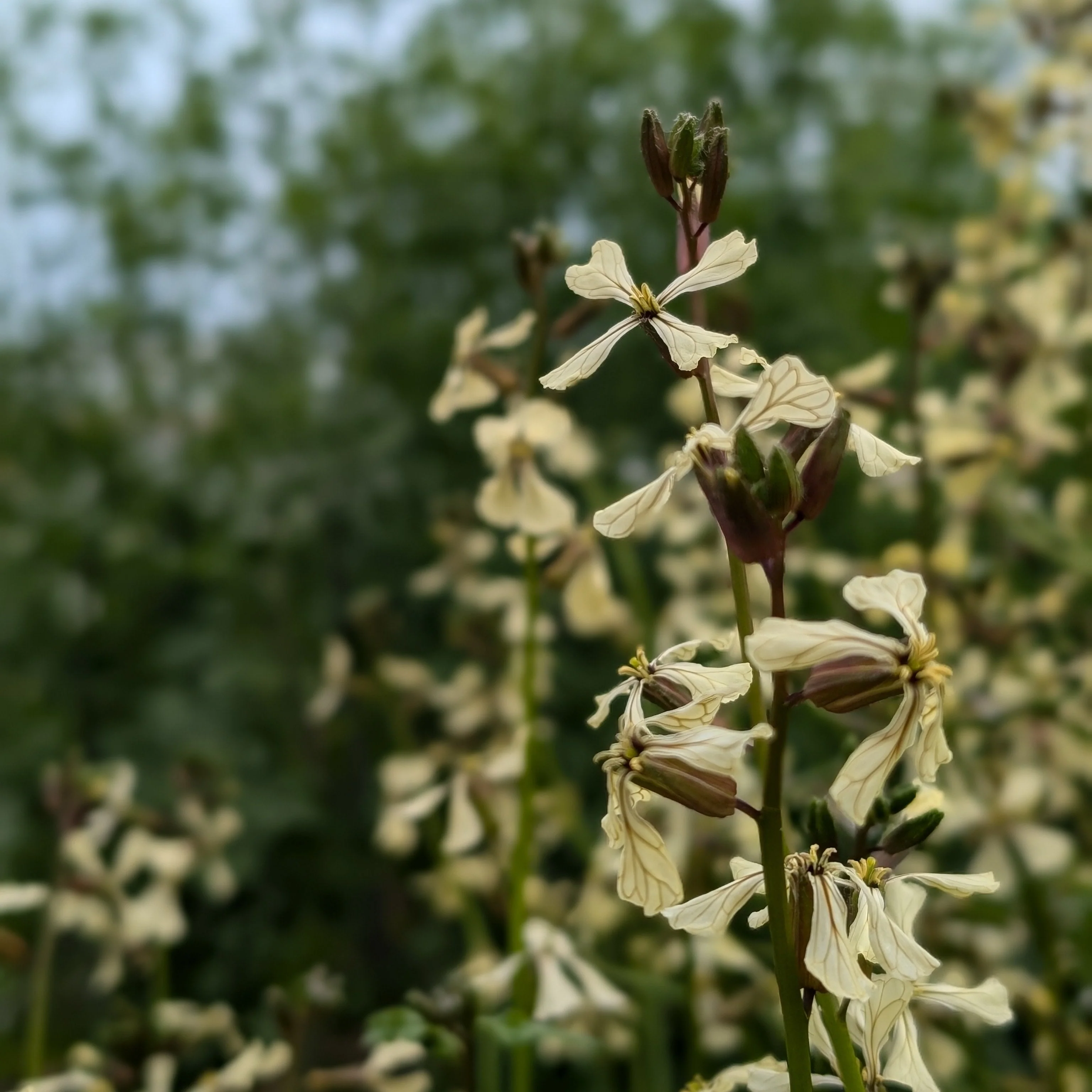 Salad Rocket 'Astro' - Image 3