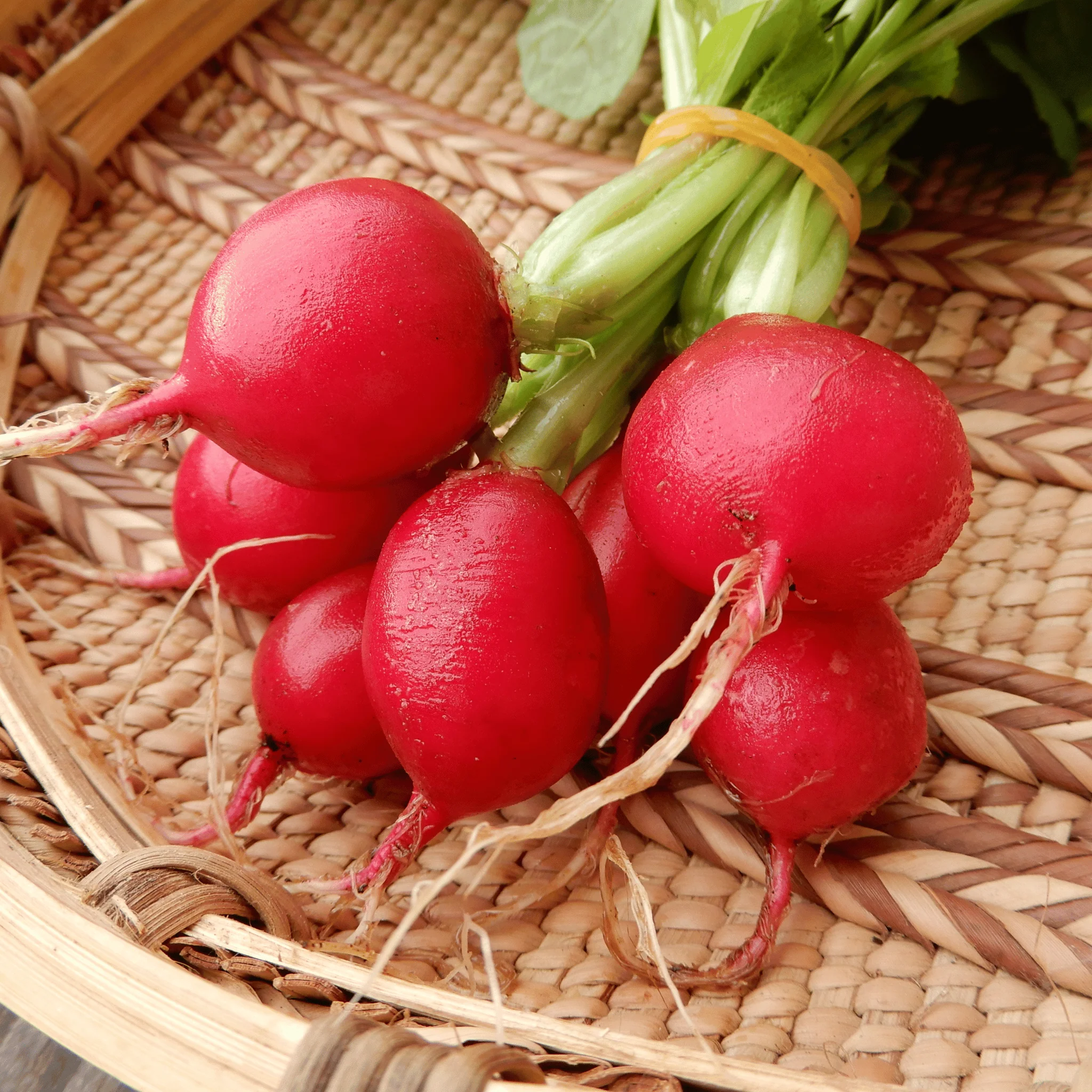 Radish 'Saxa' - Image 3