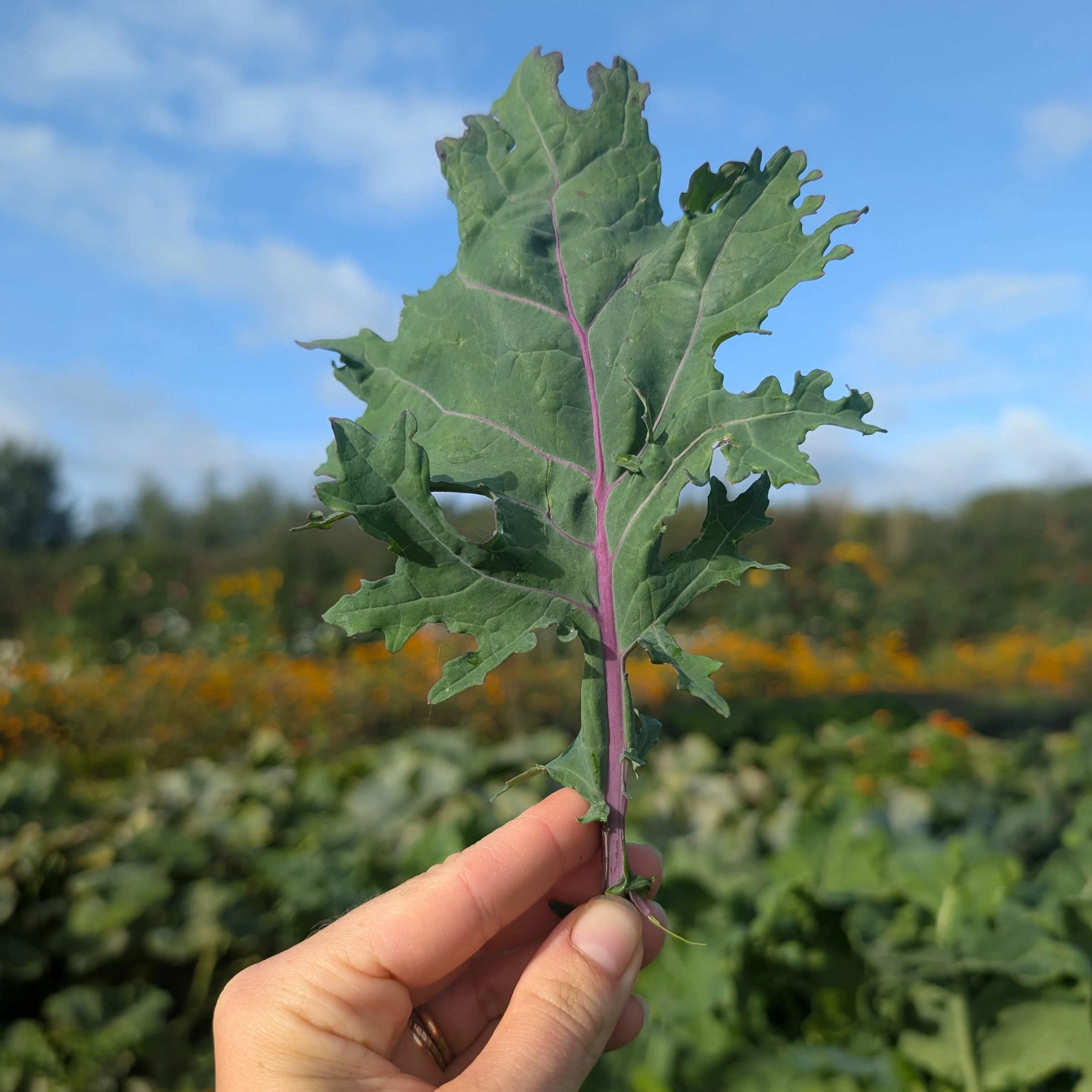 Salad Leaves