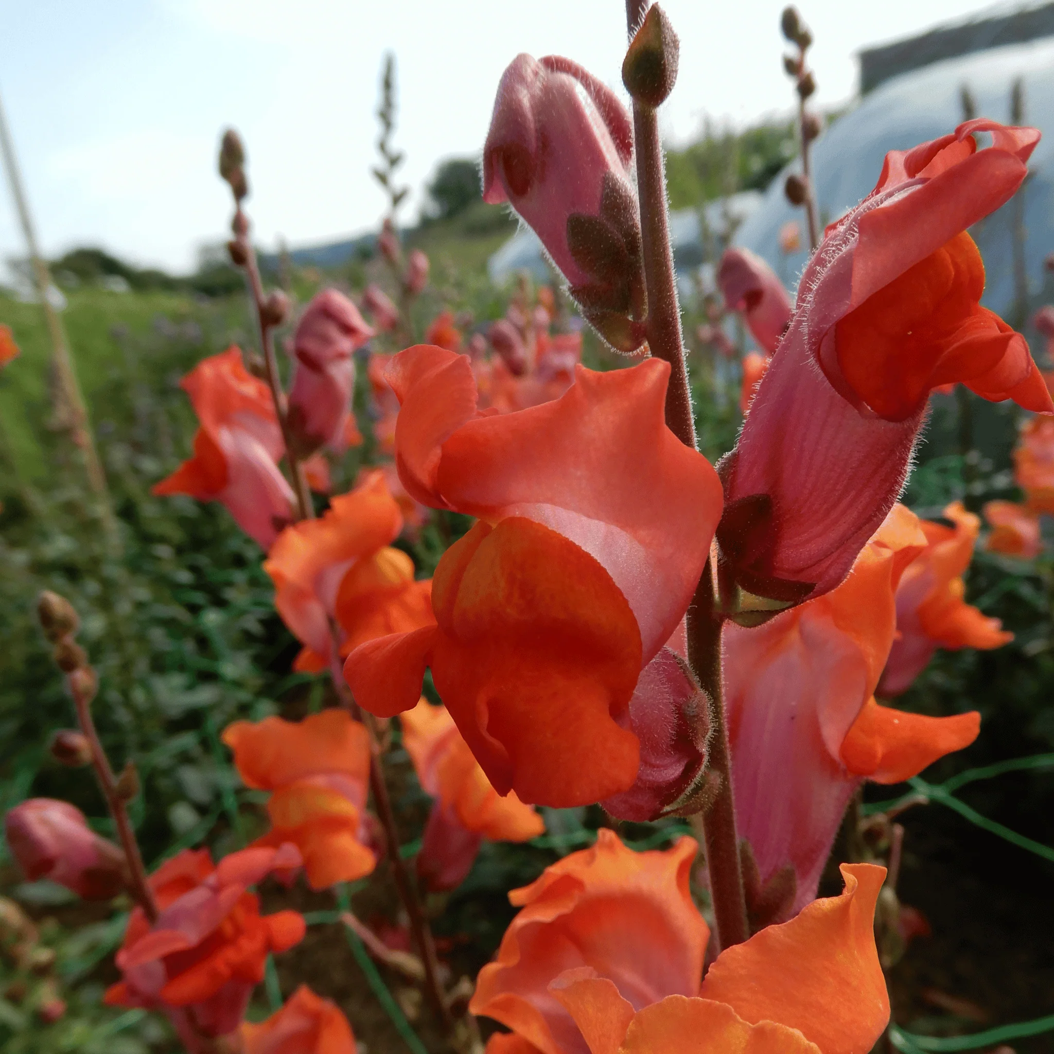 Snapdragon 'Orange Wonder' - Image 3