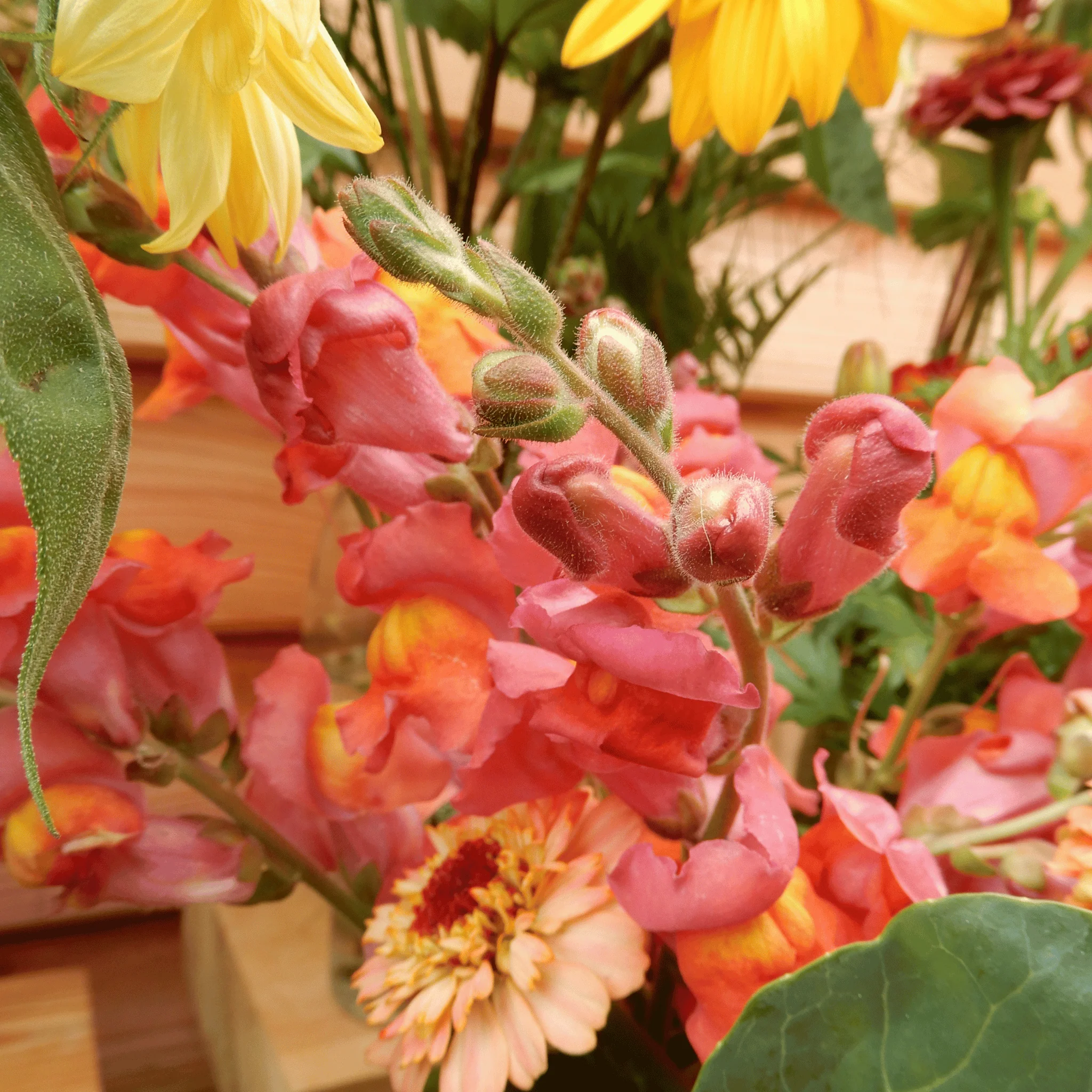 Snapdragon 'Orange Wonder' - Image 4