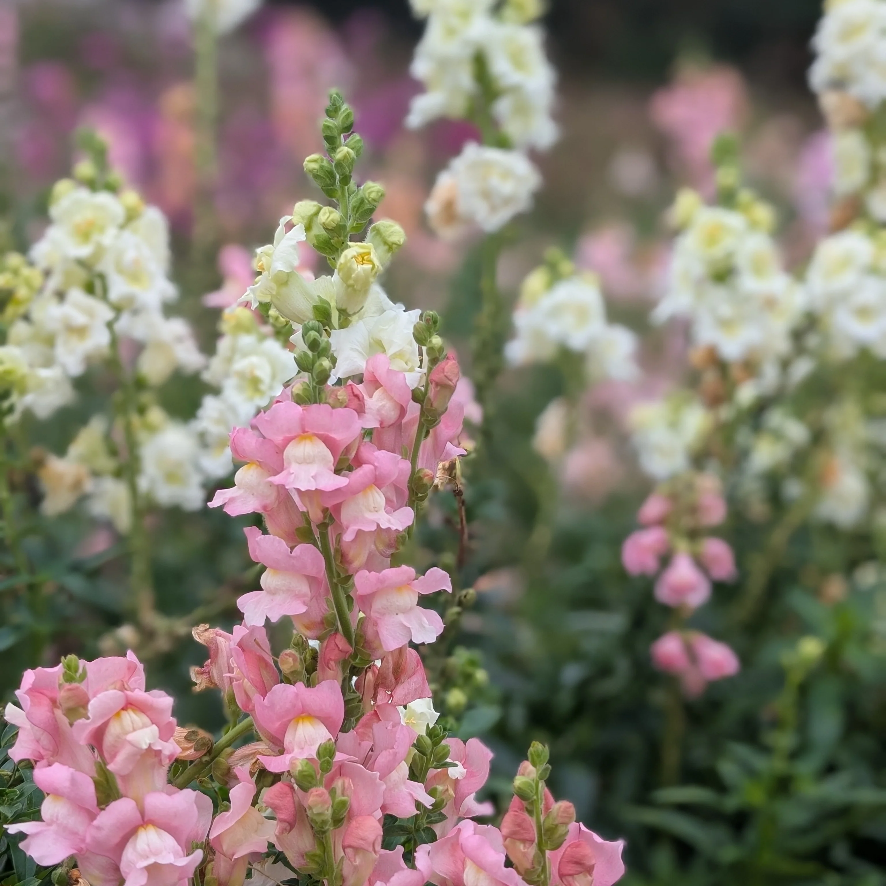 All Farm Grown Flower Seeds
