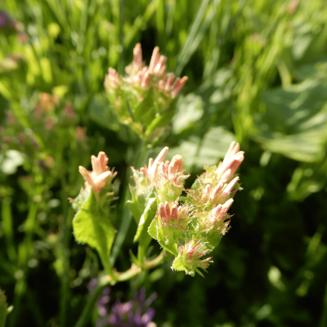Statice 'Apricot Beauty' - Image 4