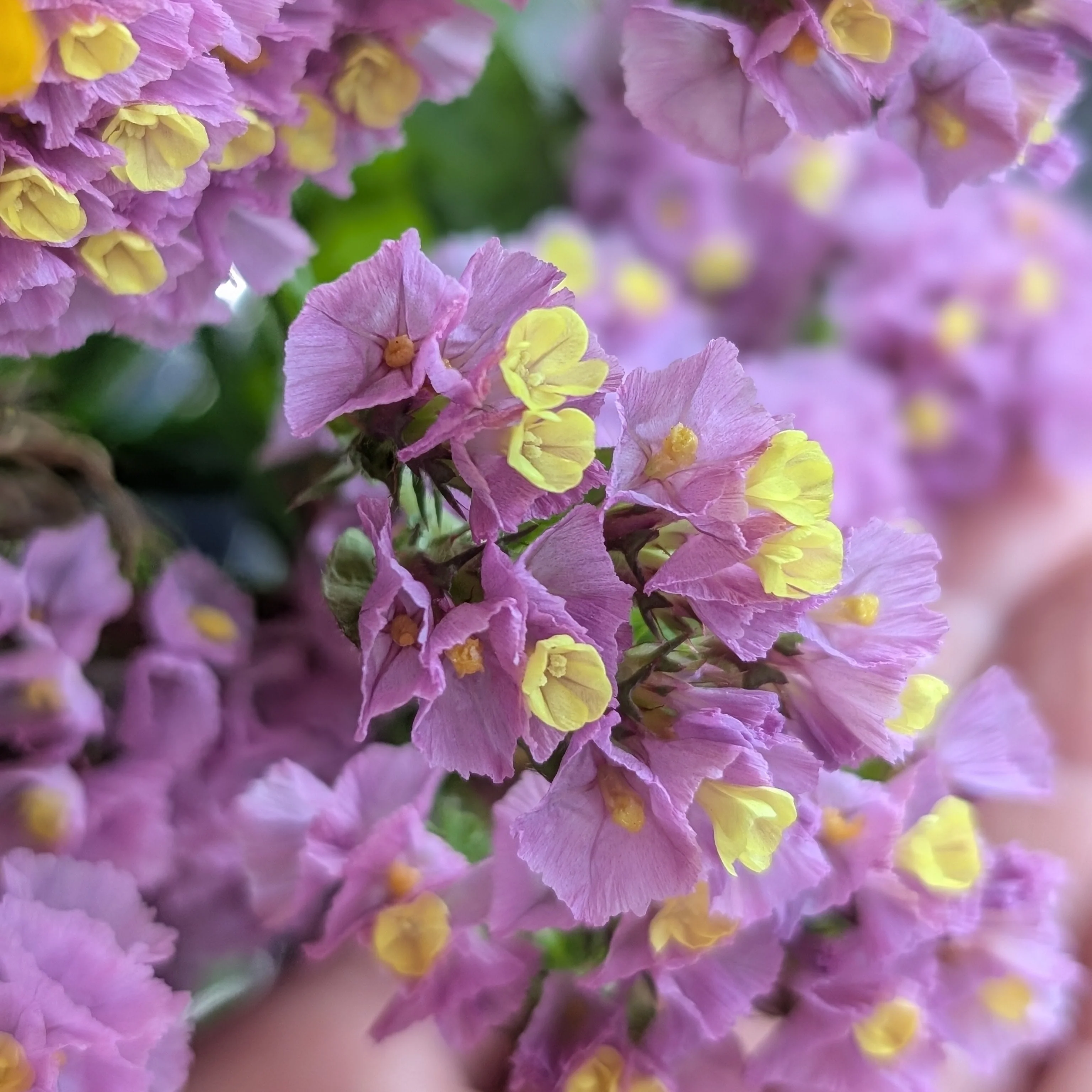 Statice 'Forever Happy' | Dried Flowers