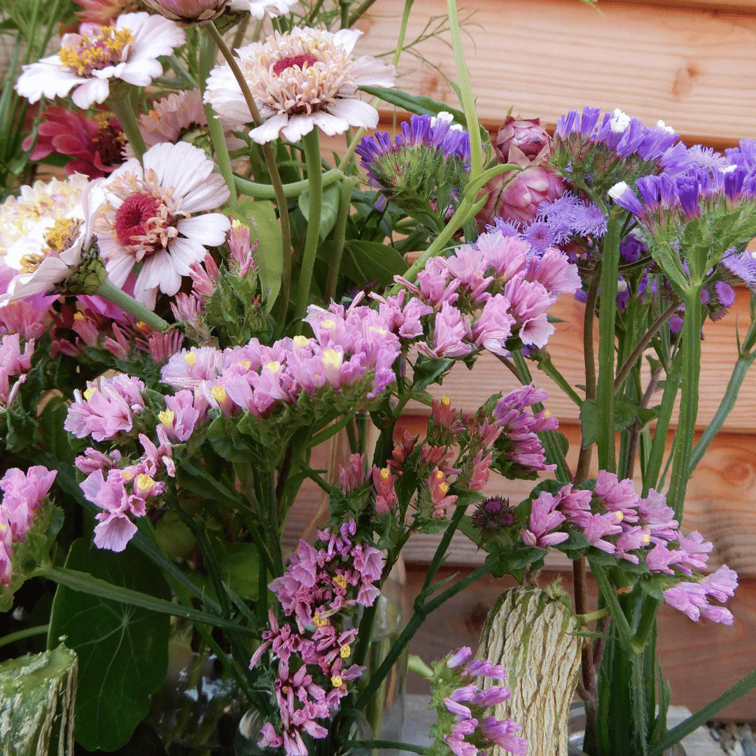 Statice 'Forever Happy' | Dried Flowers - Image 2