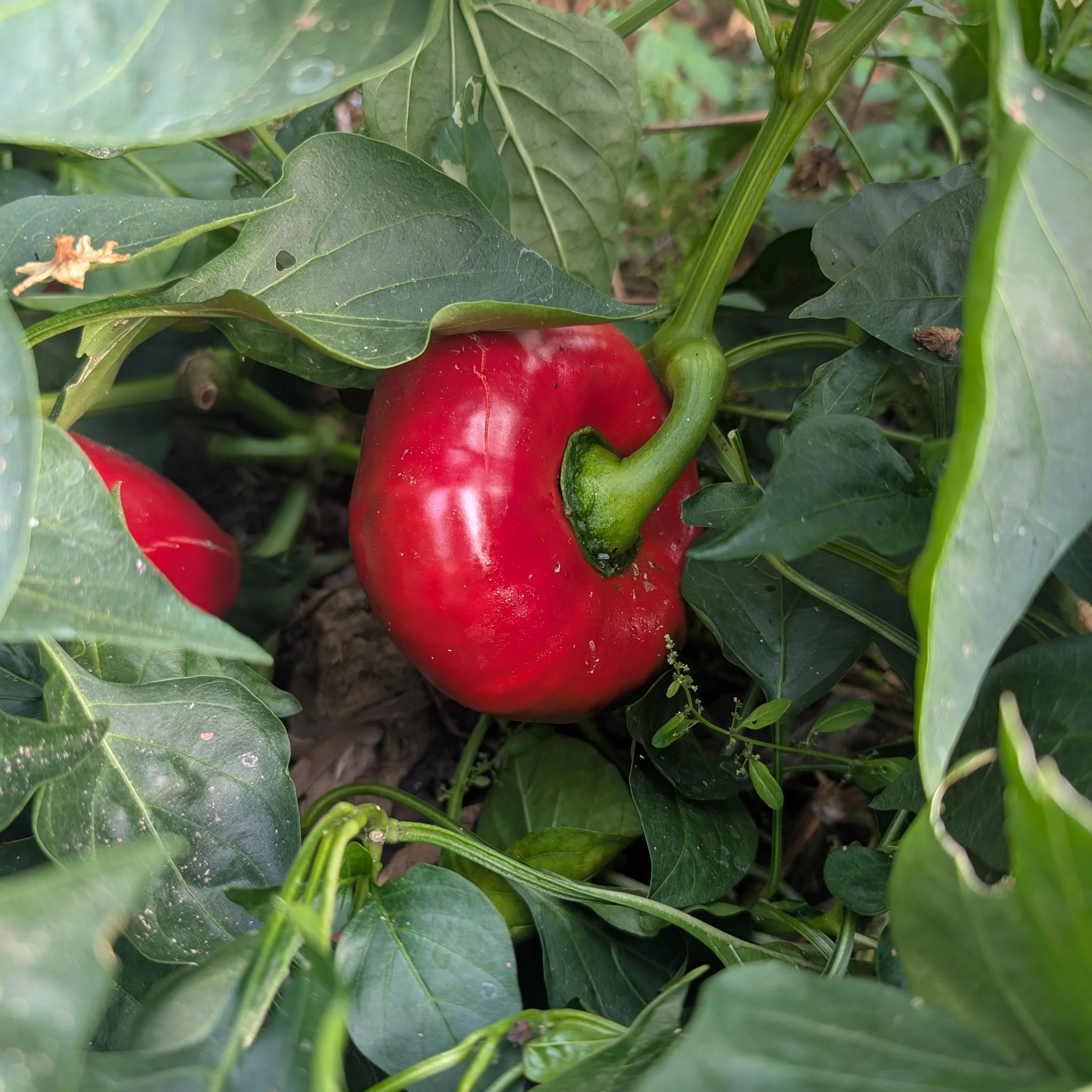 Sweet Pepper 'Lesya' - Image 2