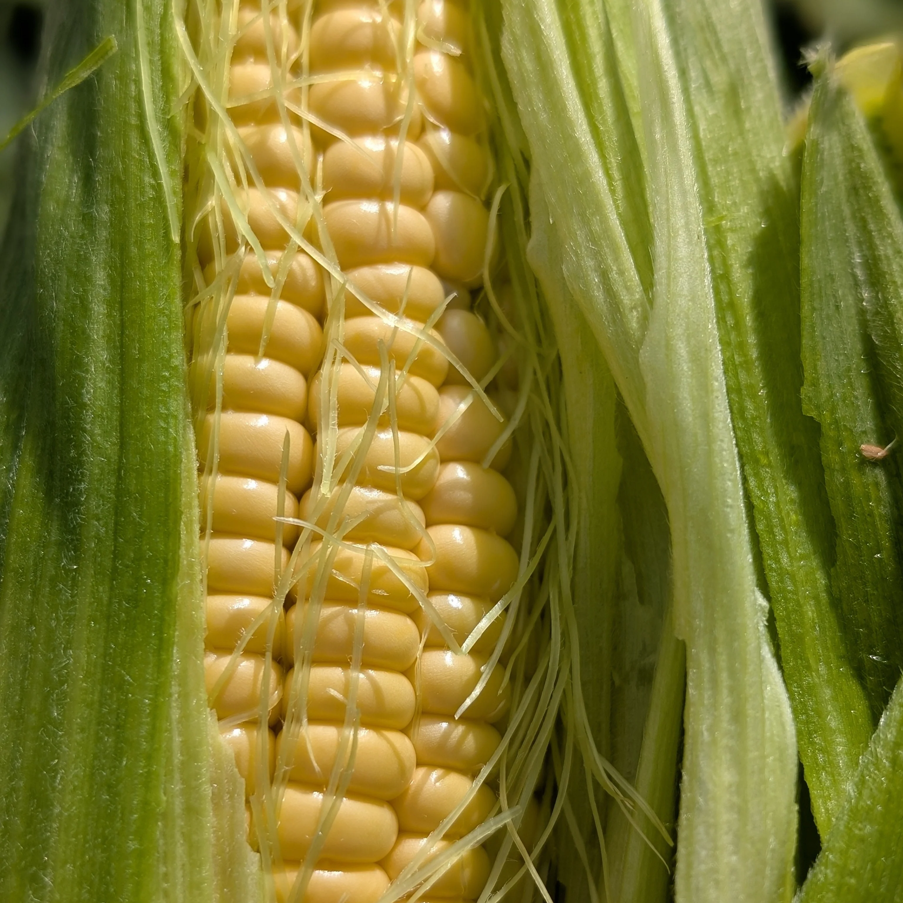 Sweetcorn 'Golden Bantam' - Image 3