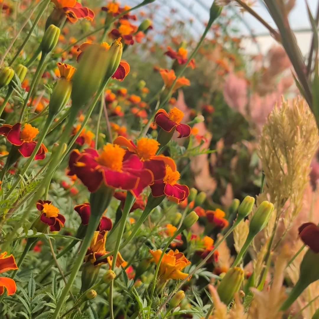 Tagetes 'Cinnabar'