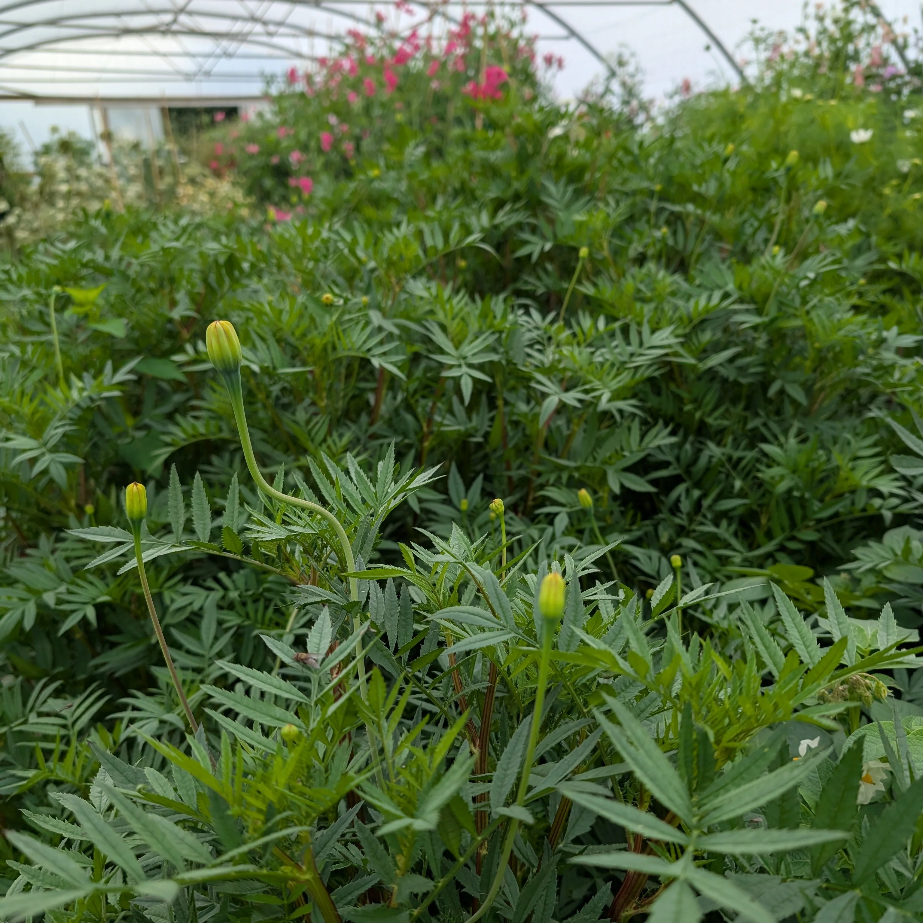 Tagetes 'Cinnabar' - Image 2