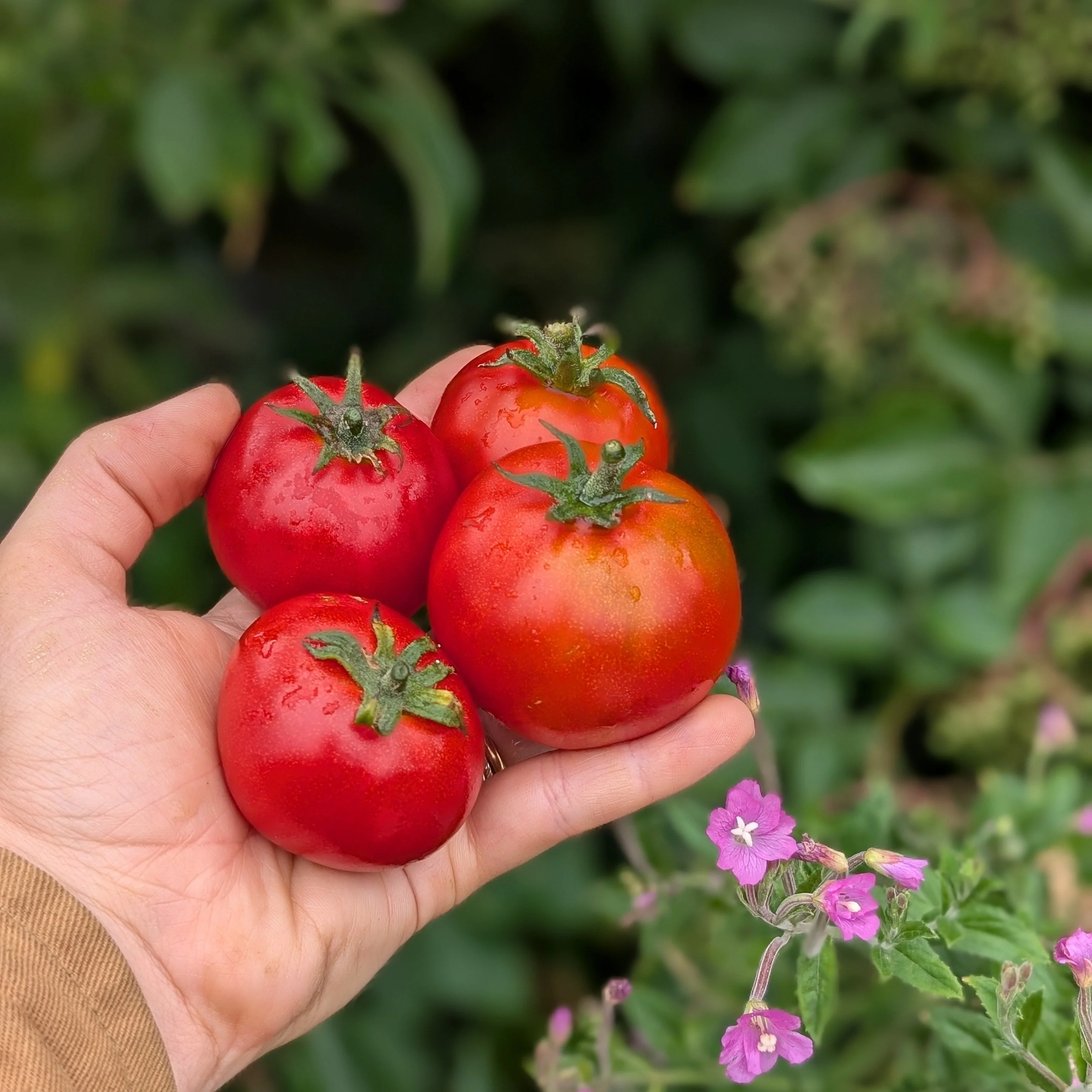 Tomato 'Uralski Ranniy' - Image 2