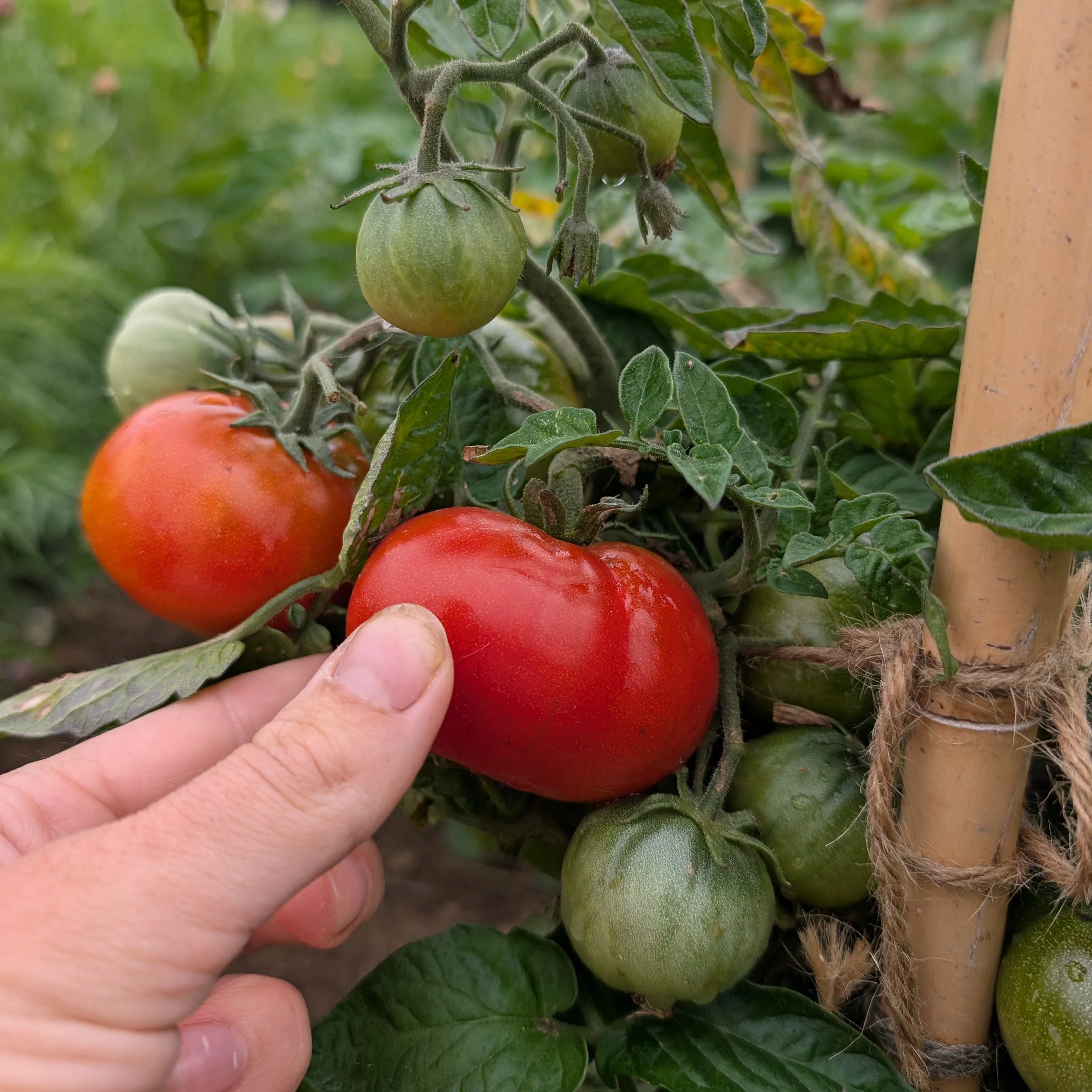 Tomato 'Uralski Ranniy' - Image 3