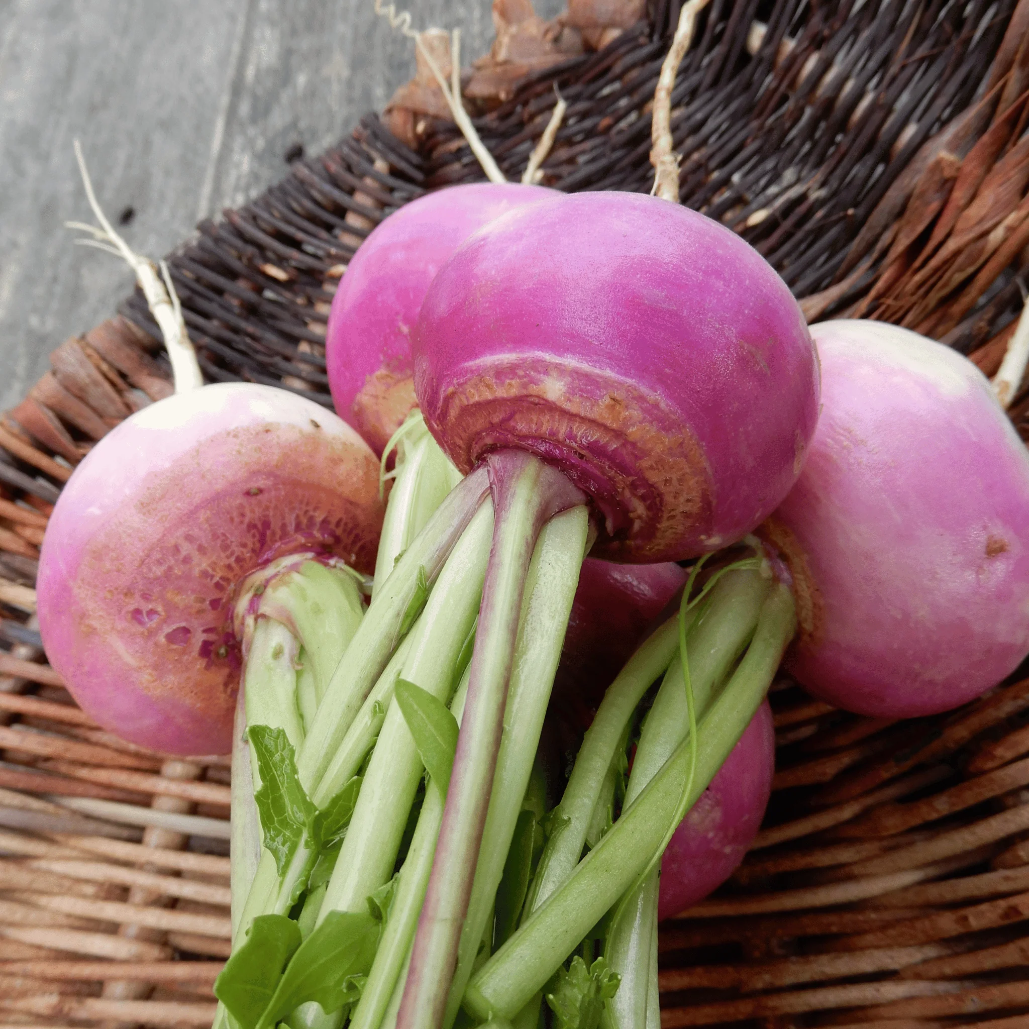 Turnip 'Purple Top Milan' - Image 3
