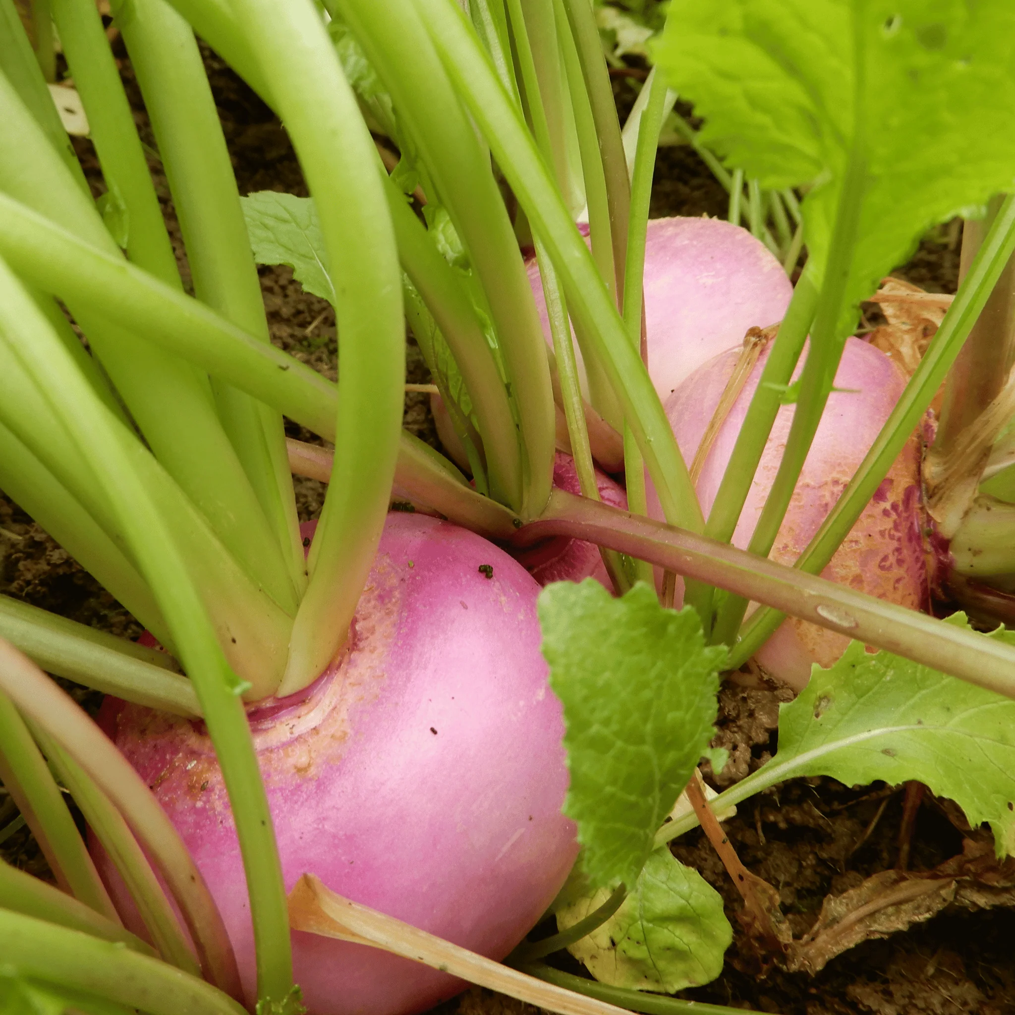 Turnip 'Purple Top Milan' - Image 4