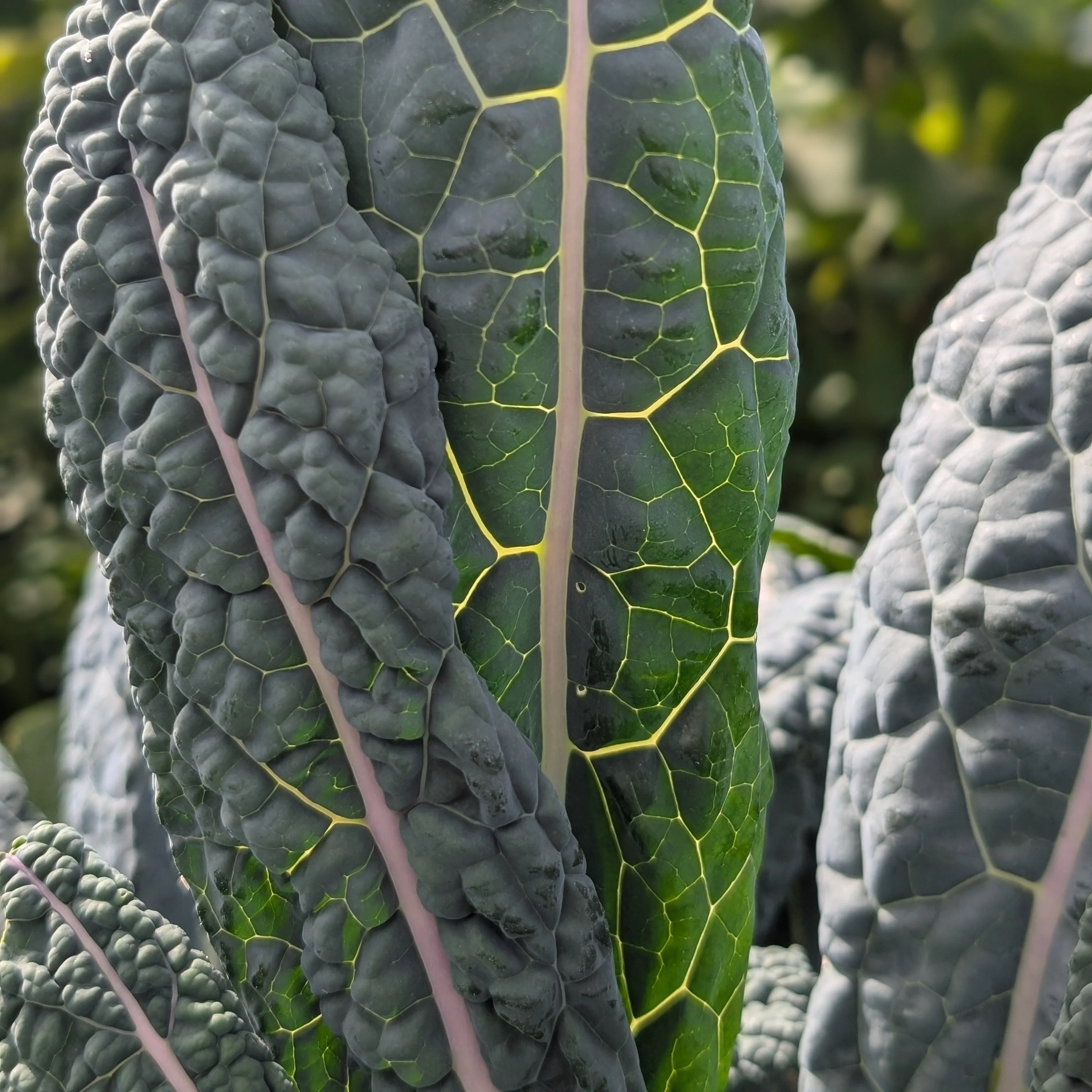 Tuscan Kale 'Nero di Toscana' - Image 4