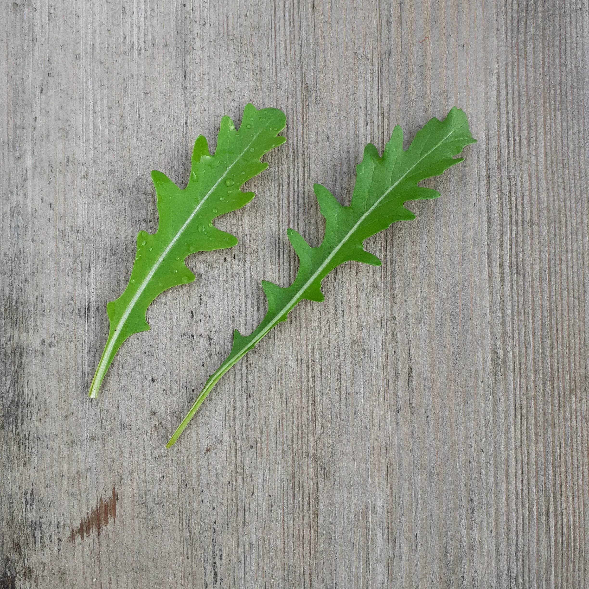 Wild Rocket 'Uber' - Image 3